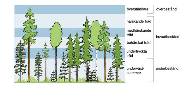 Illustration av kronskikt och trädskikt.
