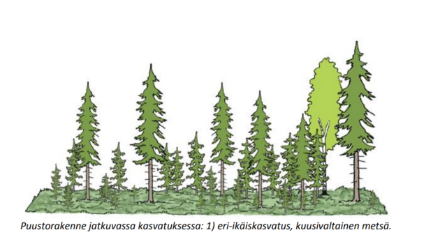 Metsän rakenne jatkuvassa kasvatuksessa on moninainen sisältäen niin pieniä kuin isoja ja siltä väliltä olevia puita ja taimia. Ikärakenne on myös näin moninainen.