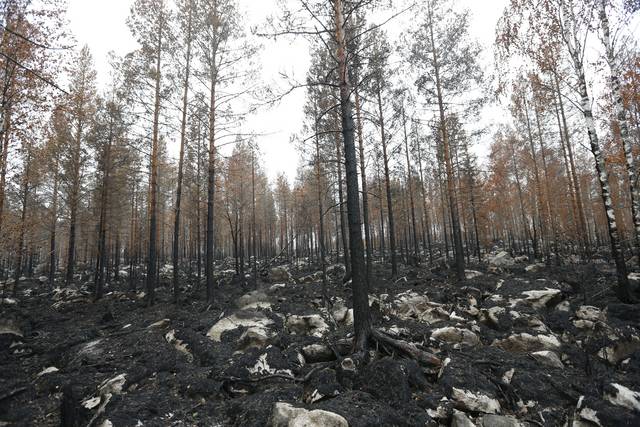 Voimakkaan metsäpalon seurauksena puiden rungot hiiltyvät.