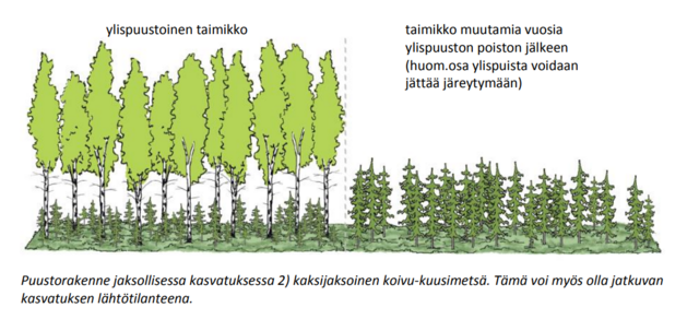Jaksollisessa kasvatuksessa metsän rakenne voi olla kaksijaksoinen, jolloin puhutaan myös ylispuustoisesta taimikosta, eli taimikon päällä kasvaa isompi puusto. Tämä voi olla myös jatkuvan kasvatuksen lähtötilanne.
