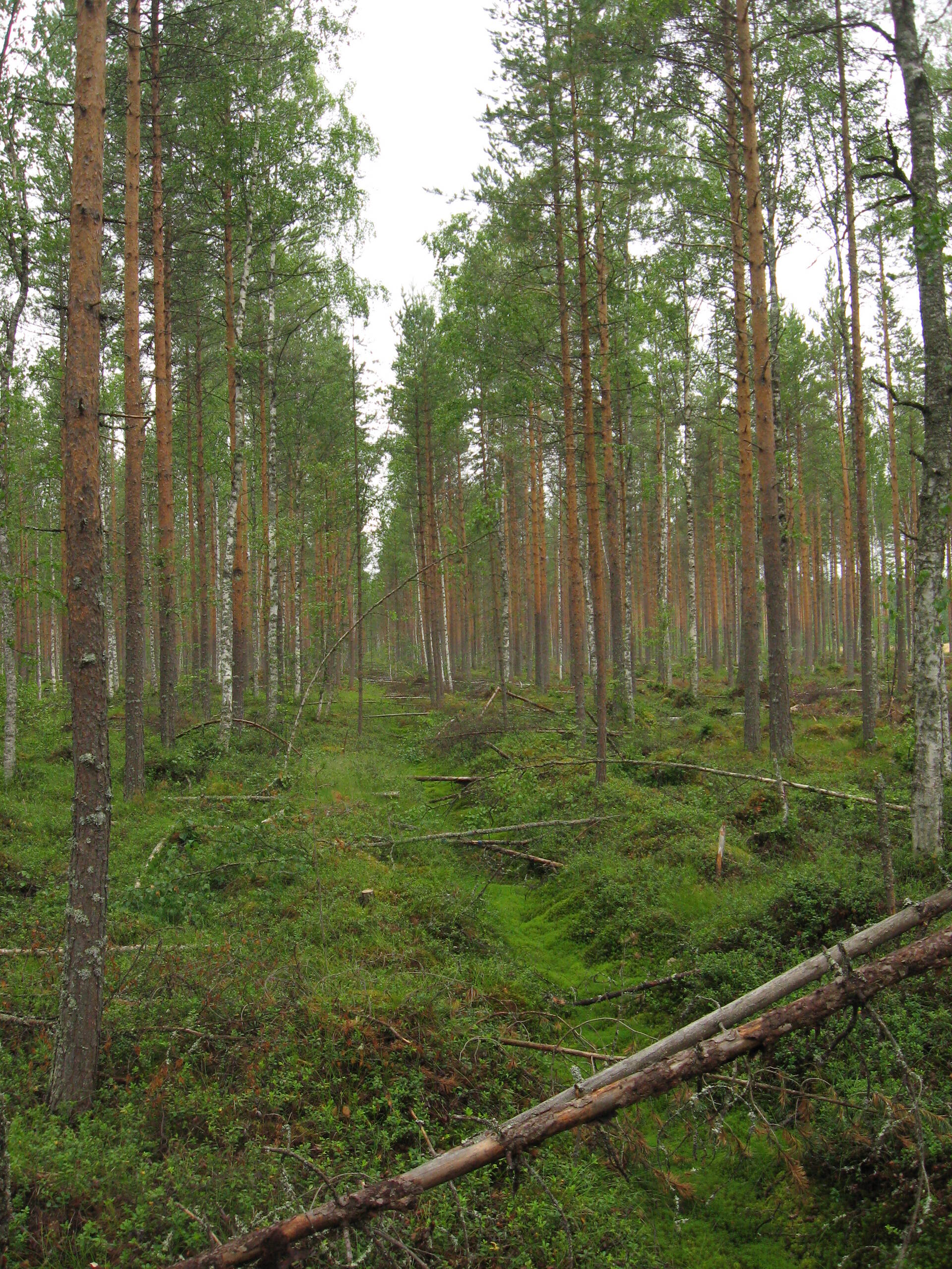 Qul stolida seksual blondalar