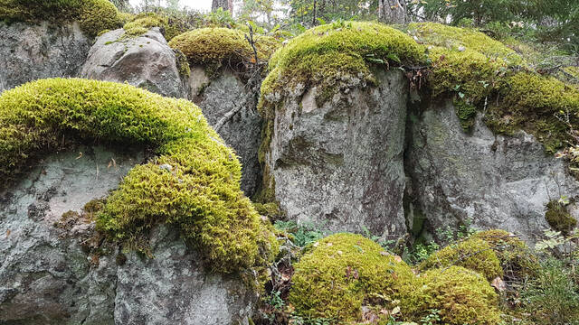 Isoja sammaleisia kiviä metsässä.