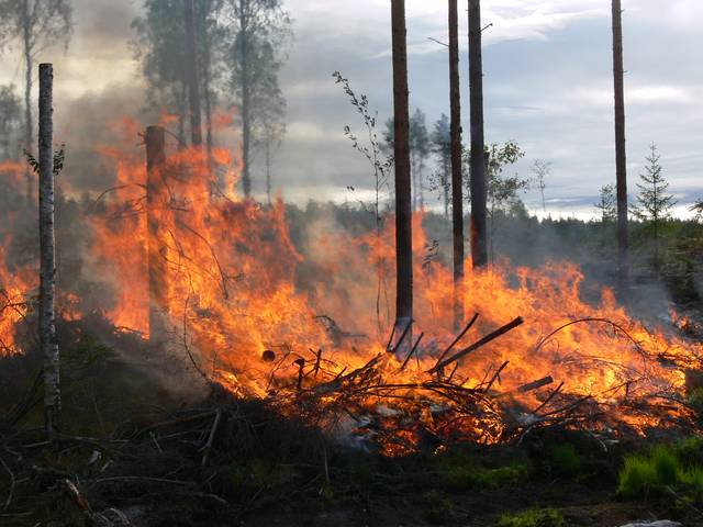 Metsäpalojen harvinaisuuden takia paloja matkitaan säästöpuu- ja ennallistamispoltoin palolajiston ylläpidoksi. Kuvassa säästöpuunpolttoa.