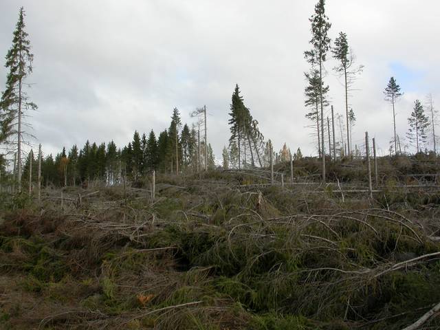 Myrskytuhot voivat olla laajoja ja kaataa ja katkoa paljon puustoa.