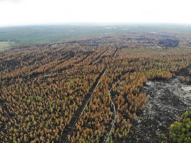 Laaja-alaisessa metsäpalossa, kuten kuvan Kalajoen metsäpalo, puuston arvo laskee energiapuuksi.