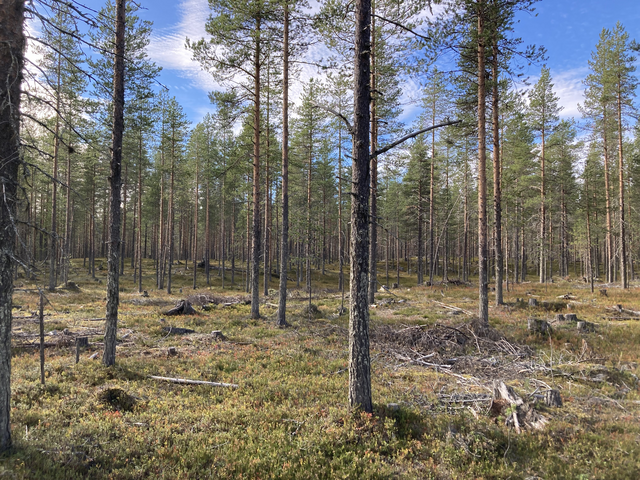 Pohjois-Suomessa metsät ovat keskimäärin karumpia ja kasvavat hitaammin kuin Etelä-Suomessa. Kuvassa mäntymetsää Pohjois-Suomesta.
