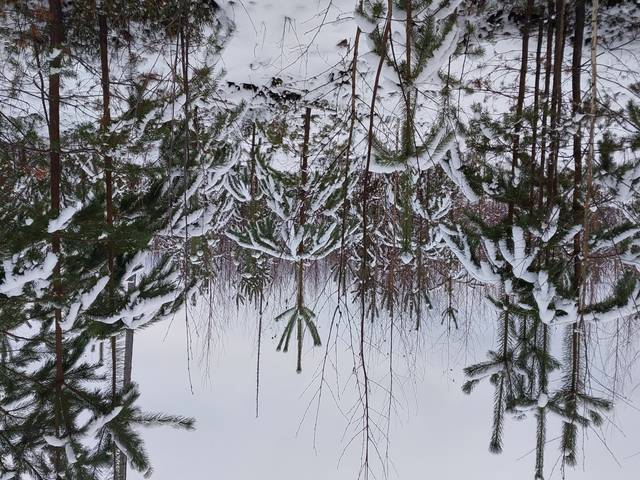 Talvista männyntaimikkoa, jossa on mäntyä korkeammaksi kasvanutta koivua seassa.