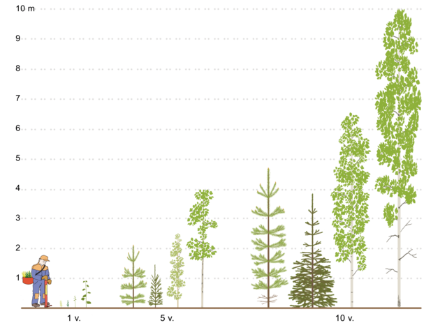 Esimerkki puiden pituuskasvusta 1, 5 ja 10 vuotta istutuksesta tuoreella kankaalla Etelä-Suomessa: istutettu mänty, istutettu kuusi, luontaisesti syntynyt hieskoivu ja istutettu rauduskoivu. Kuvassa havainnoidaan koivujen nopeampaa alkukasvua kuin kuusella ja männyllä. Myös mänty on hieman korkeampi 10v iässä kuin kuusi. Rauduskoivu on jo 5v iässä kuusta tuplasti pidempi ja 10v iässä kuusi on noin 4m ja rauduskoivu 10m, 10v mänty on noin 5m ja hieskoivu alle 7m. 