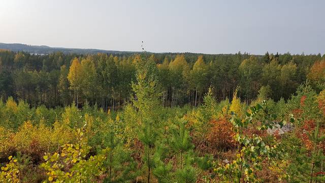 Kuvassa etualan taimikko on mäntyvaltainen, mutta siinä on jätetty lehtipuuta selvästi sekapuustoisuuden takaamiseksi. Kuvan taustalla on vanhempaa metsää, jossa myös paljon lehtipuustoa havupuiden kanssa kasvaa.