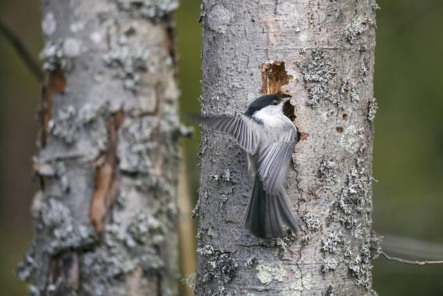 Hömötiainen on kuvassa lennossa lepän rungon edessä, johon se on tekemässä ehkä pesäpaikkaa.