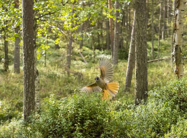 Kuvassa kuukkeli lentää metsässä. Kuukkeli on oranssin ruskea lintu.