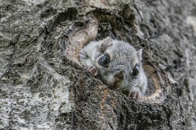 Liito-orava kurkistaa haavan rungossa olevasta kolosta.