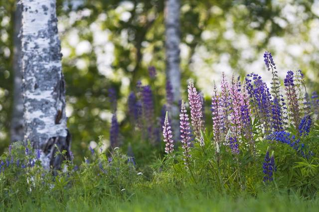 Komealupiini kasvaa erivärisinä vaalean punaisesta siniseen ja valkoisenakin kukkana ja valtaa helposti tienvarsilta alaa.