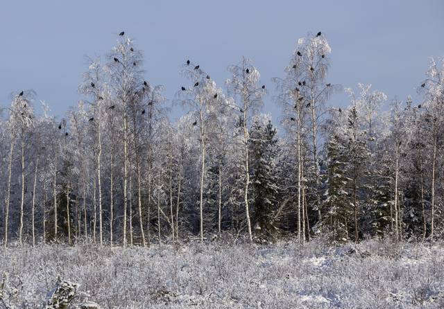 Teeriparvi on talvisessa metsämaisemassa noussut koivun latvoihin ruokailemaan.