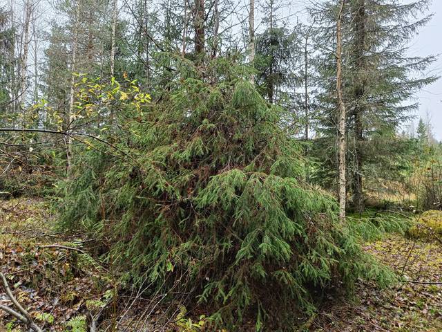 Kuvan kuusella on paha boorinpuutos, kun se on muodostunut todella pensasmaiseksi. Boorinpuutoksessa latvakasvaimen silmujen kehitys vaurioituu, eikä puu kasva hyvin pituutta.