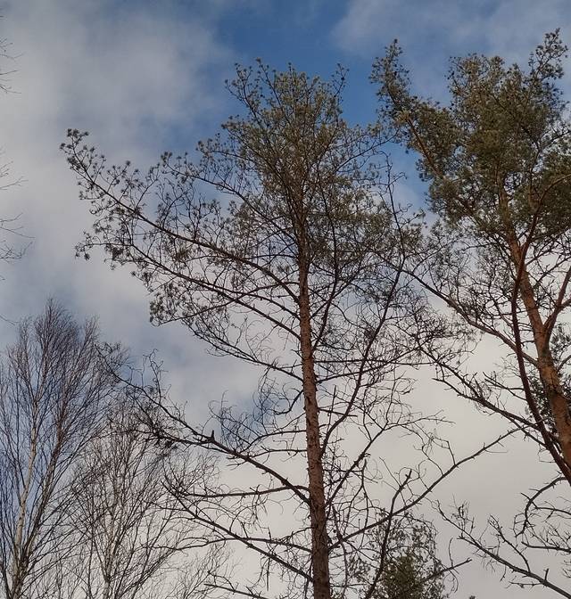 Kuvassa suometsän männyt ovat harsuuntuneen näköisiä, koska puissa on vain 1-2 neulaskertaa. Eikä vähintään neljää neulaskertaa, kuten hyvinvoivalla puulla olisi.