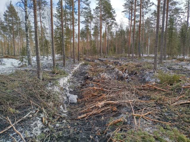 Kuvassa näkyy turvemaa männikkö, johon on tehty tuhkalannoitus hakkuun jälkeen. Lumen päällä näkyy hakkuutähteitä ja lumi on värjäytynyt tummanharmaaksi tuhkasta.