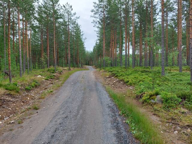 Metsätie, jonka molemmin puolin männikköä.