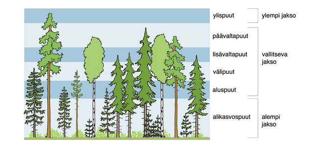 Piirros puuston latvuskerroksista ja puujaksoista.