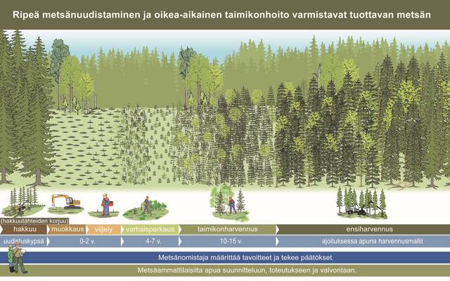 Kuva, jossa esitetään metsänuudistamisen tyypillinen ketju